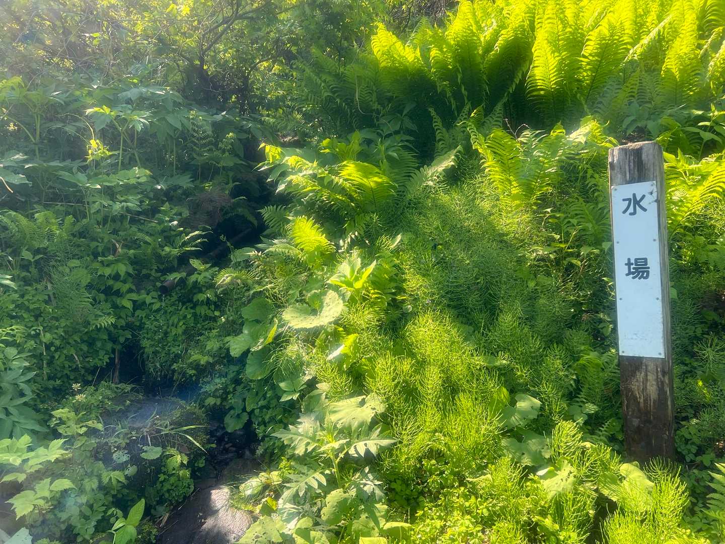 ここの水場は飲めそうです