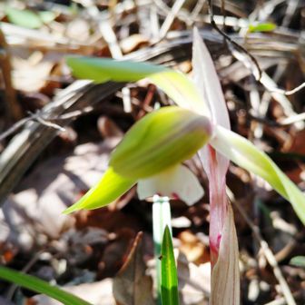 会うのはお初のフォロワーTさん来たりて🙋‍♂️　　　　　
シュンラン見つけられず😥　　　　　　　　　　　　　　　　　　　　　　　　　　　　　　　　　　　　　　　　　　　　　　　　
案内💁‍♂️