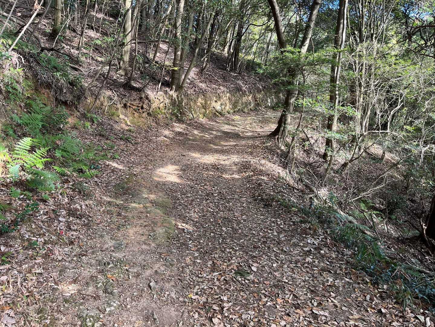 登山道は林道並み（それ以上）の幅があります。