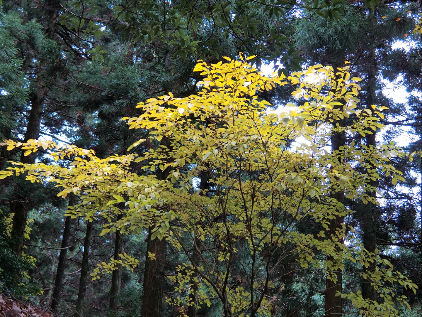 江川岳近くの木