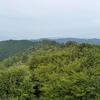 ブナ林