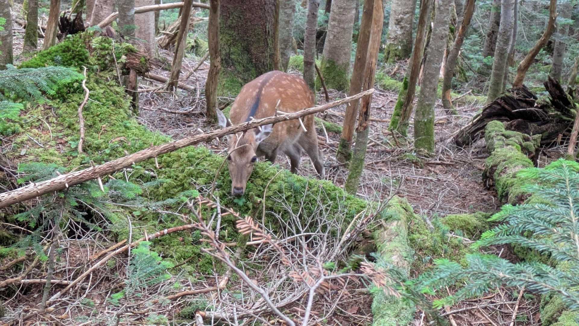 しばらく一緒に歩く🦌