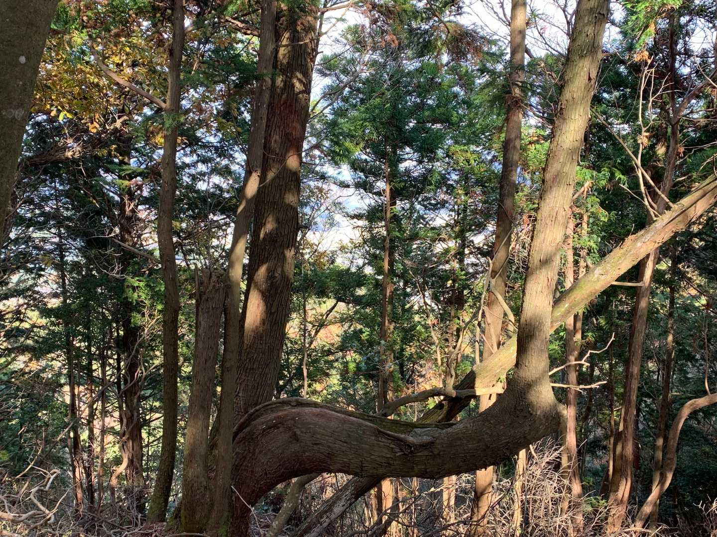 夫妻杉