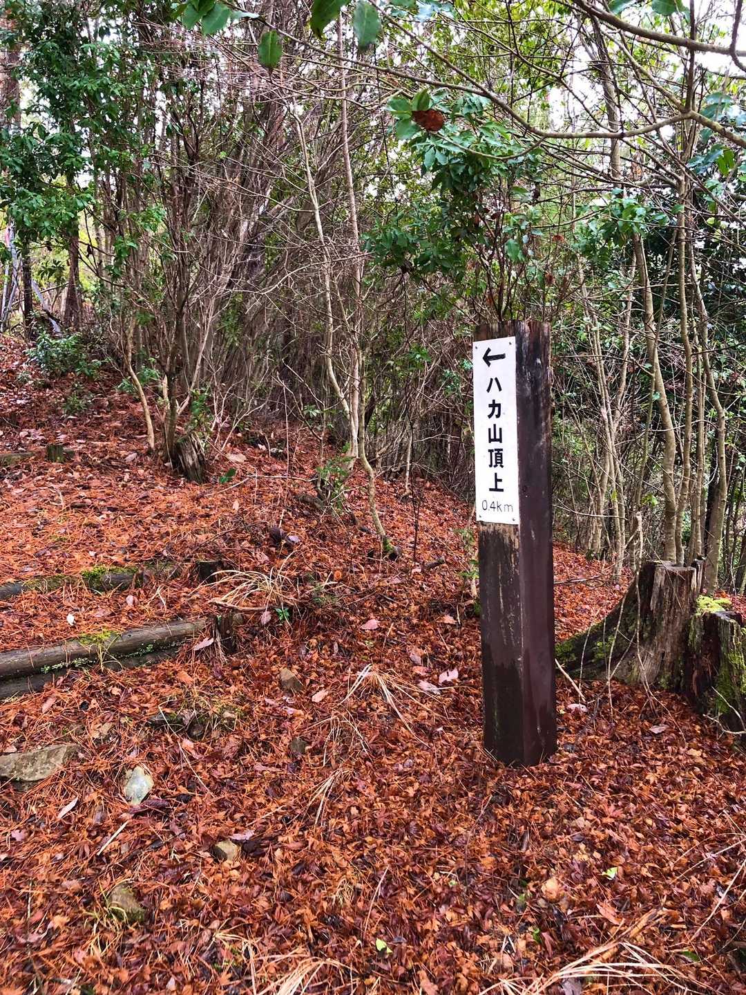 すぐ横に登山道、がありました。ほっ😌。