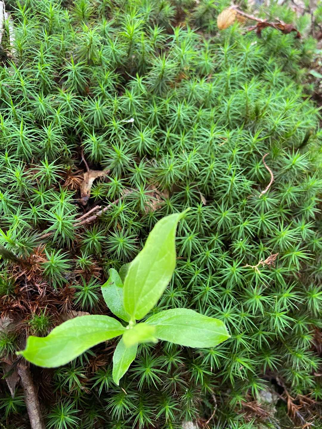 苔の緑もきれいです❣️