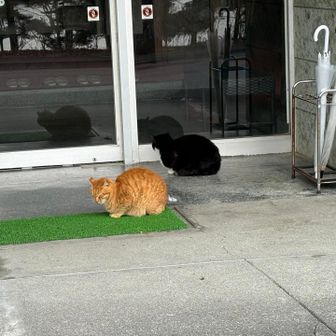 かわいい猫ちゃん✨