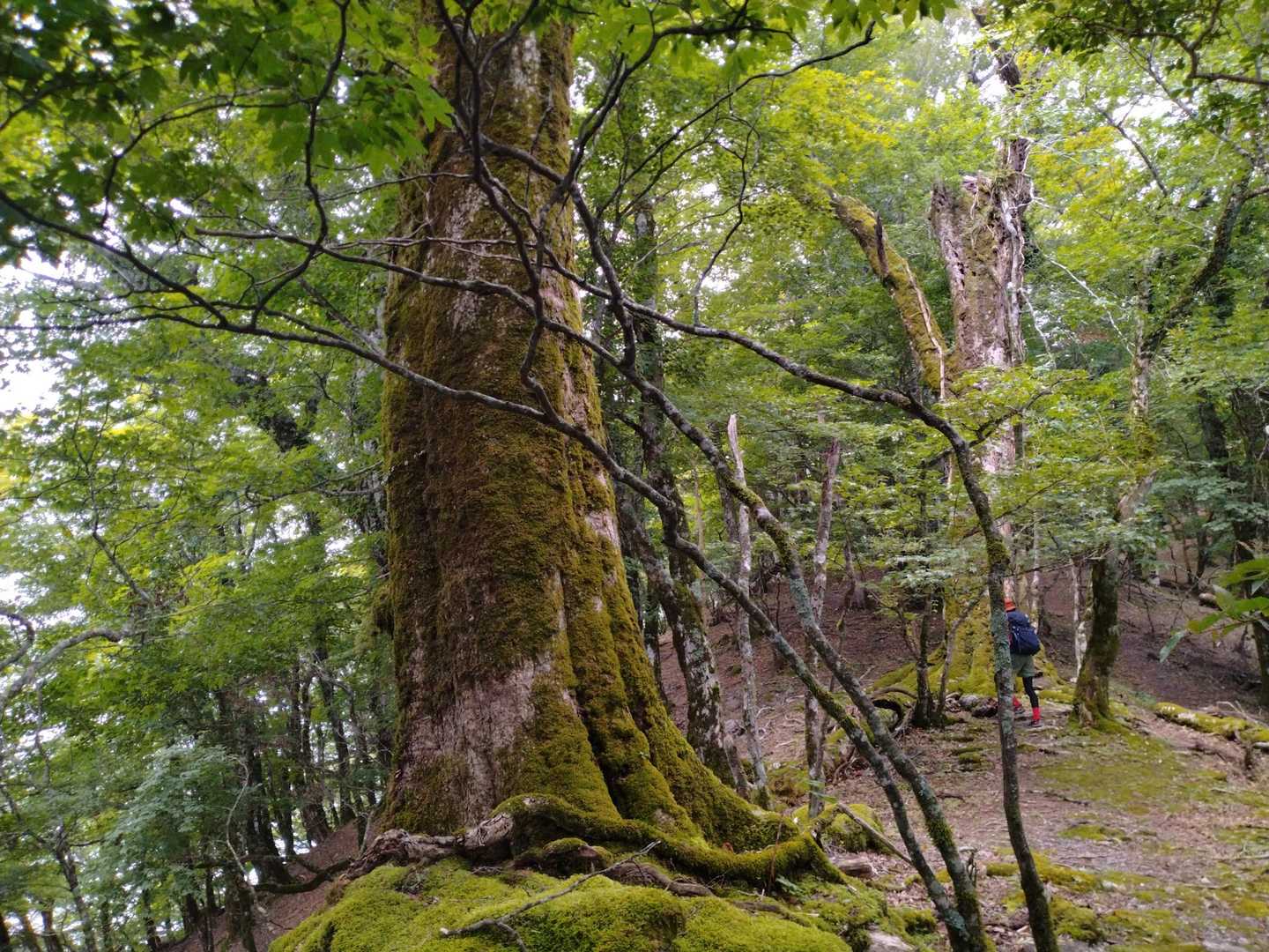 ブナの大木が点在する登山道✨