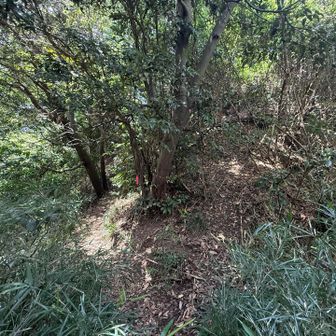 分岐はとてもわかりづらいです・・・