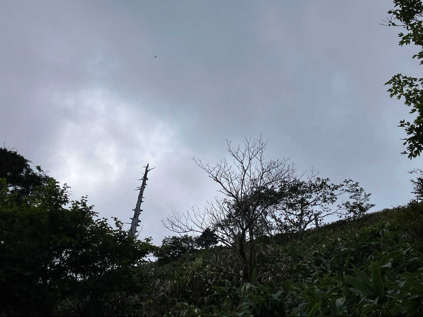 行きに撮り忘れてた定点観測
曇ってます