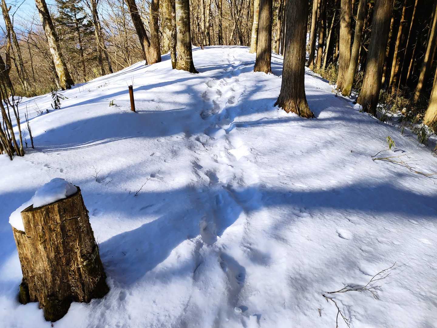 天狗棚-1200高地 往復コースの写真