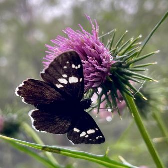 アザミ🌸とダイミョウセセリ🦋

お疲れ様でした🥳