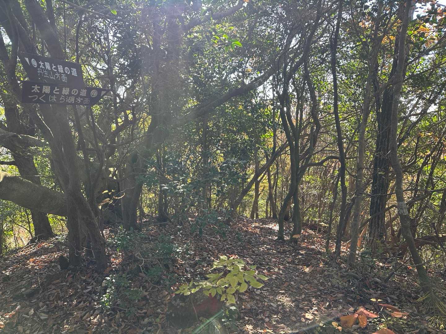 シビレ山から北山へ下ります。
つくはら湖方面へ➡️