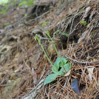 ジガバチソウ花ひらく
写真で咲いていると教えられ探したけど目が慣れず見つけるのに時間がかかった。
別にクモキリソウの葉っぱを探していたので、花の色違いみたいに似ていた😲