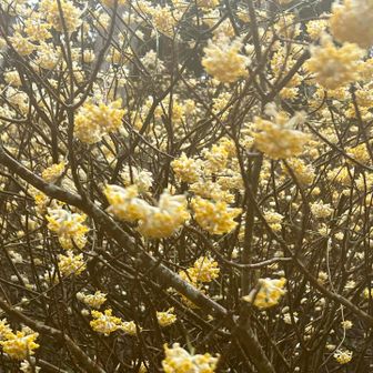 満開🌼まんかい🌼ステキ〜🌼