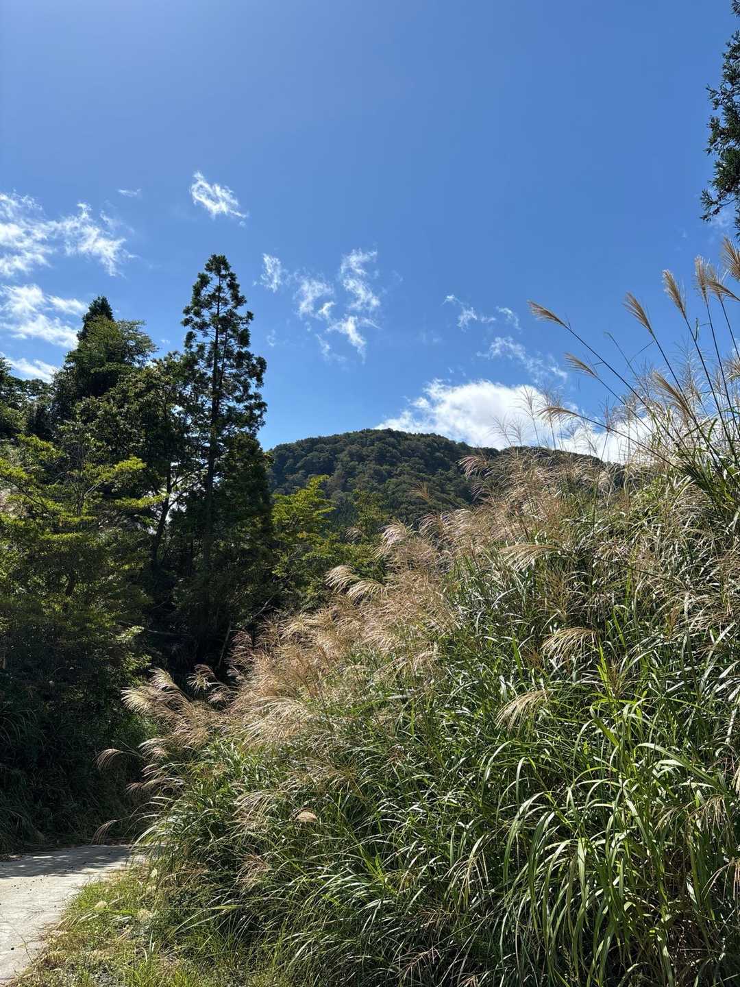 行きとは違って青空に🩵
ススキが秋っぽい
