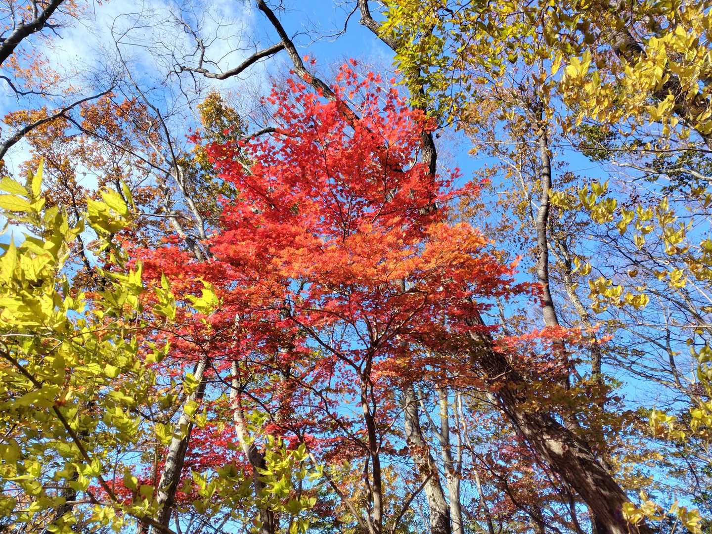 🍁