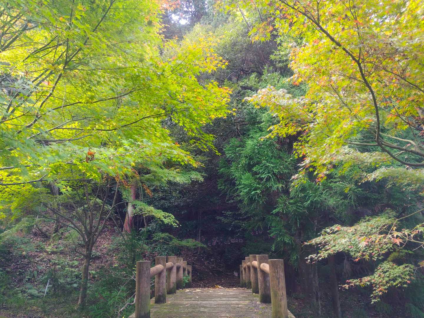 紅葉してたらすごくいい感じになりそう🍁