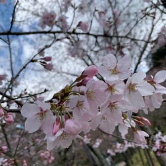 久しぶりの竈門神社。
桜は1〜2部咲き。
春ですね〜🌸