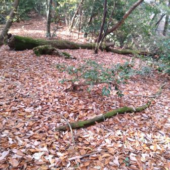 引目山は舗装路を登り、取付きから5〜10分で頂上。急登なし、展望なし。葉が茂っている時は、ピンクテープが見付けにくいかも。

下山してしばらくするとザーザー☔良かったー🙌

最後まで見ていただき
ありがとうございました☺️