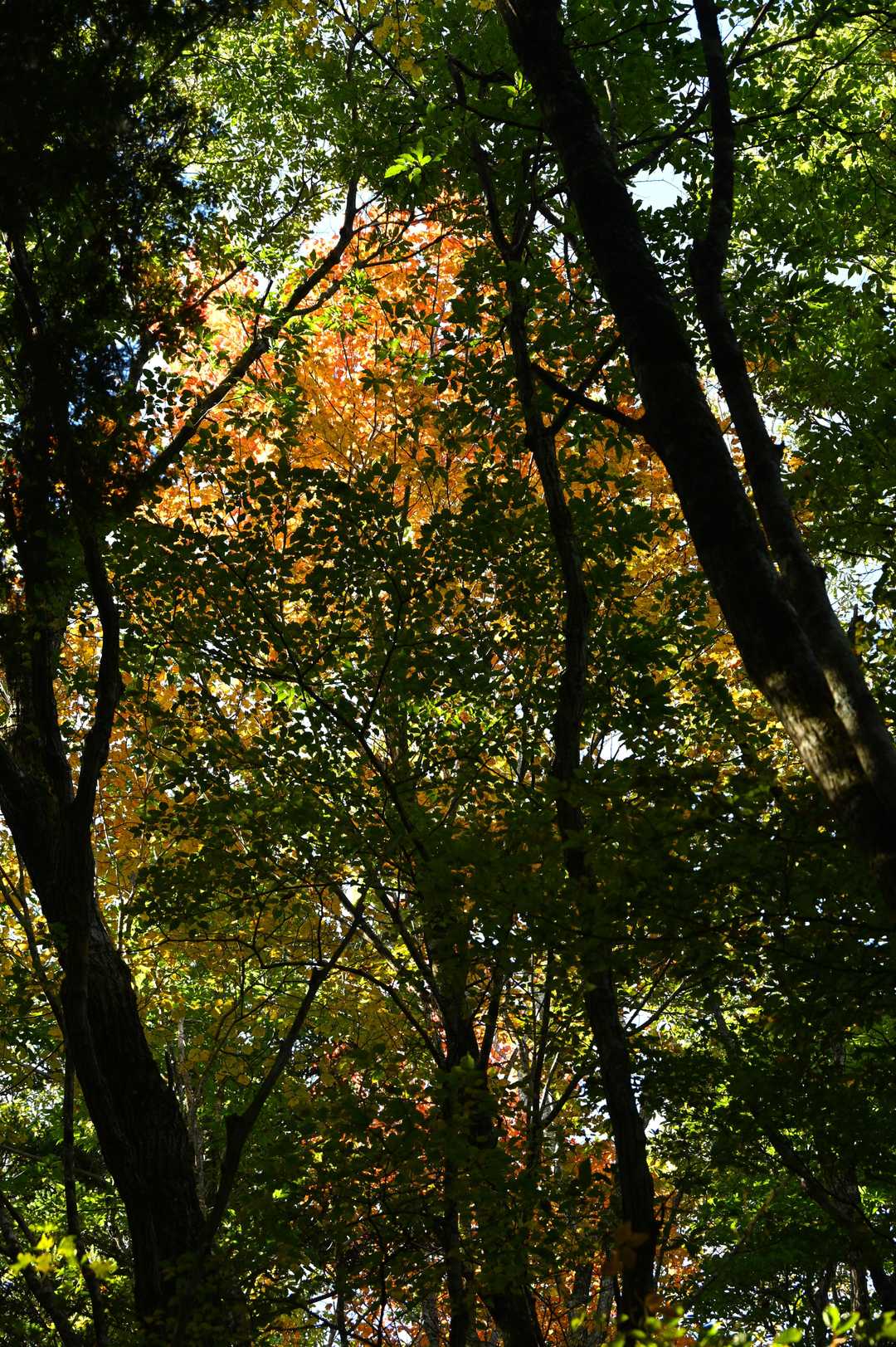 🍁紅葉が始まります
