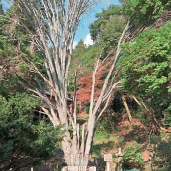 本殿前の大きな🌲