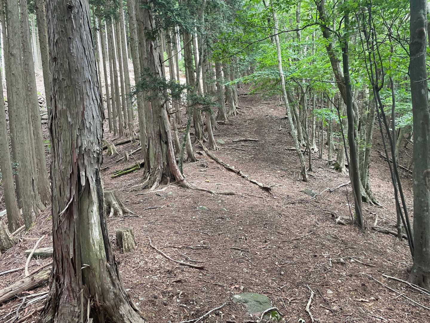 程よく緩やかに登り進めます🚶‍♂️…