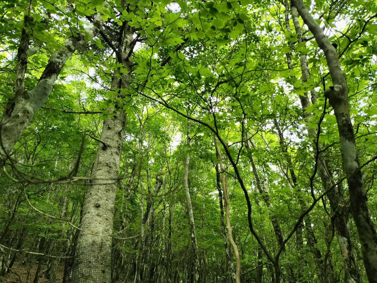 高丸山登山口-三つ尾の峠-高丸山 周回コースの写真