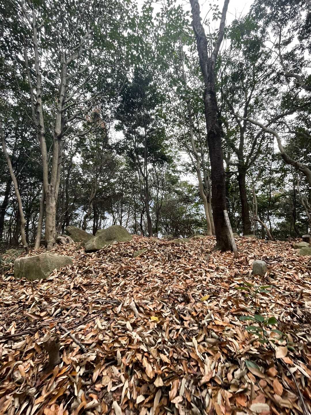 すぐに飛迫山に到着⛰