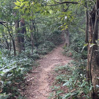 塔尾道の分岐通過。