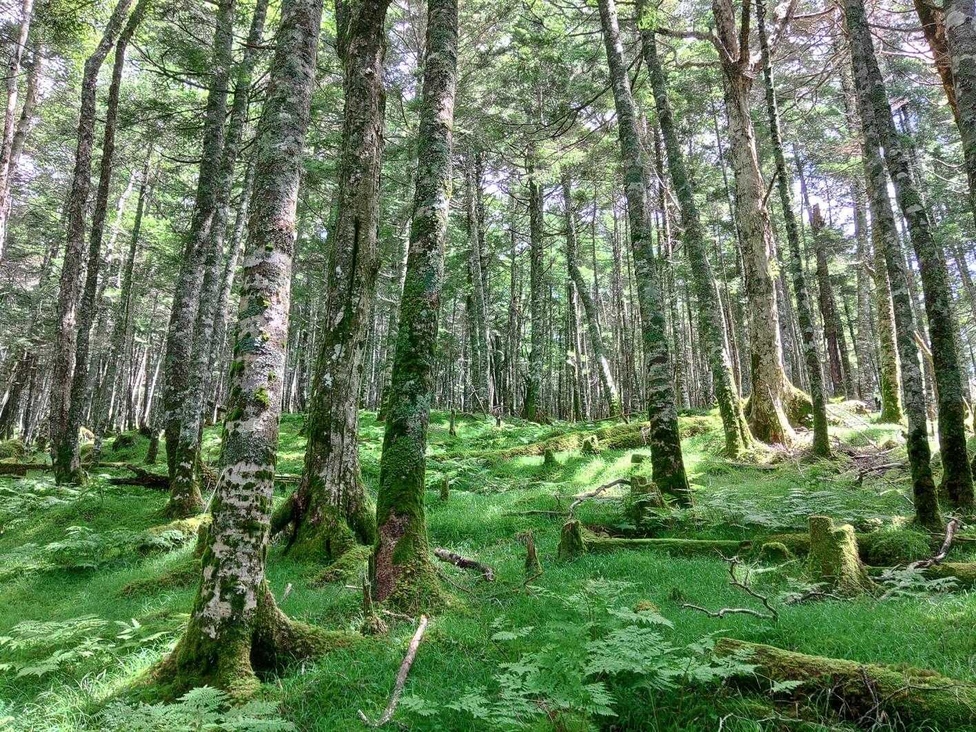 しらびそ峠-前尾高山-尾高山 往復コースの写真