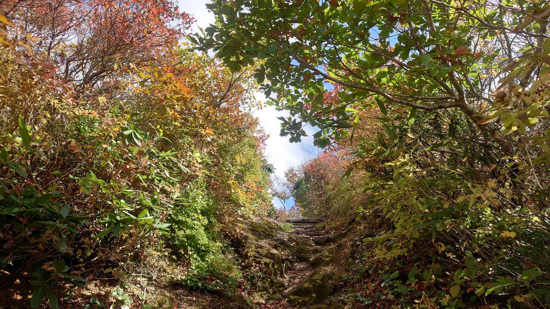 大朝日岳-小朝日岳-鳥原山 周回コースの写真