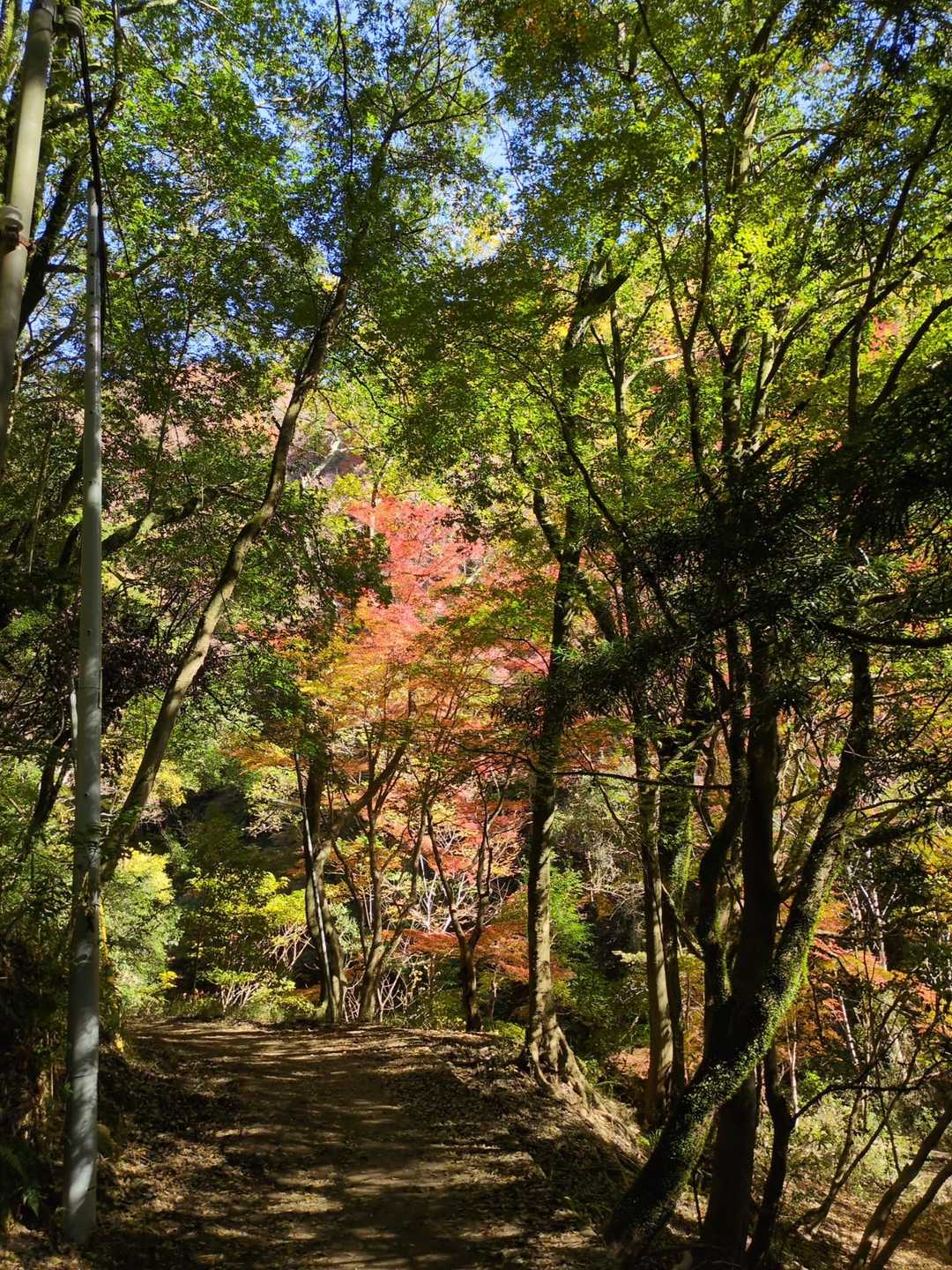 諏訪山公園下バス停-再度越 往復コースの写真