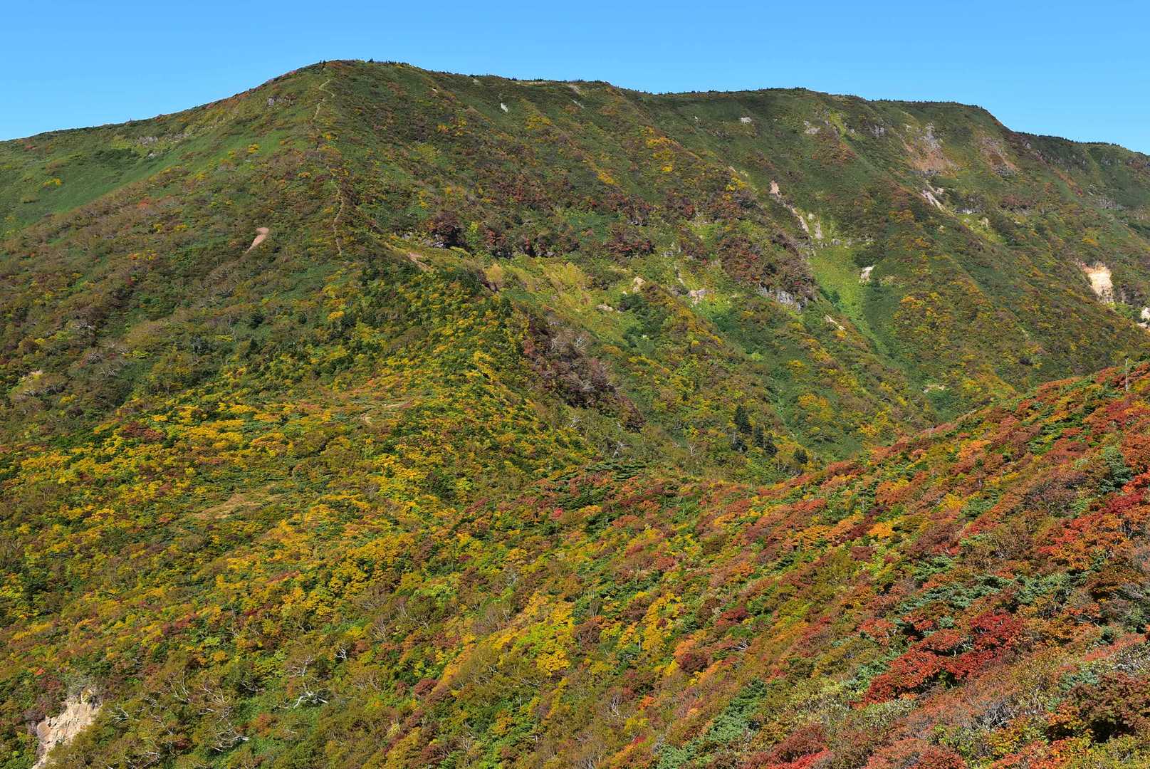 水引入道は黄色く色付く葉っぱが特に素敵ですが、見頃はまだもう少し
