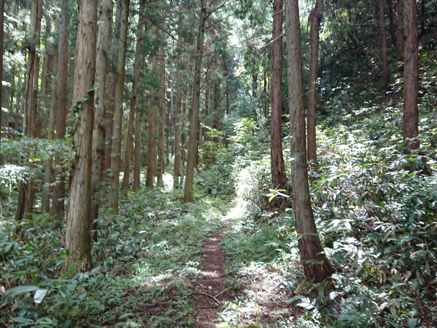 この山の登山道はとても歩きやすい👍
もう少し家から近かったらなぁ。