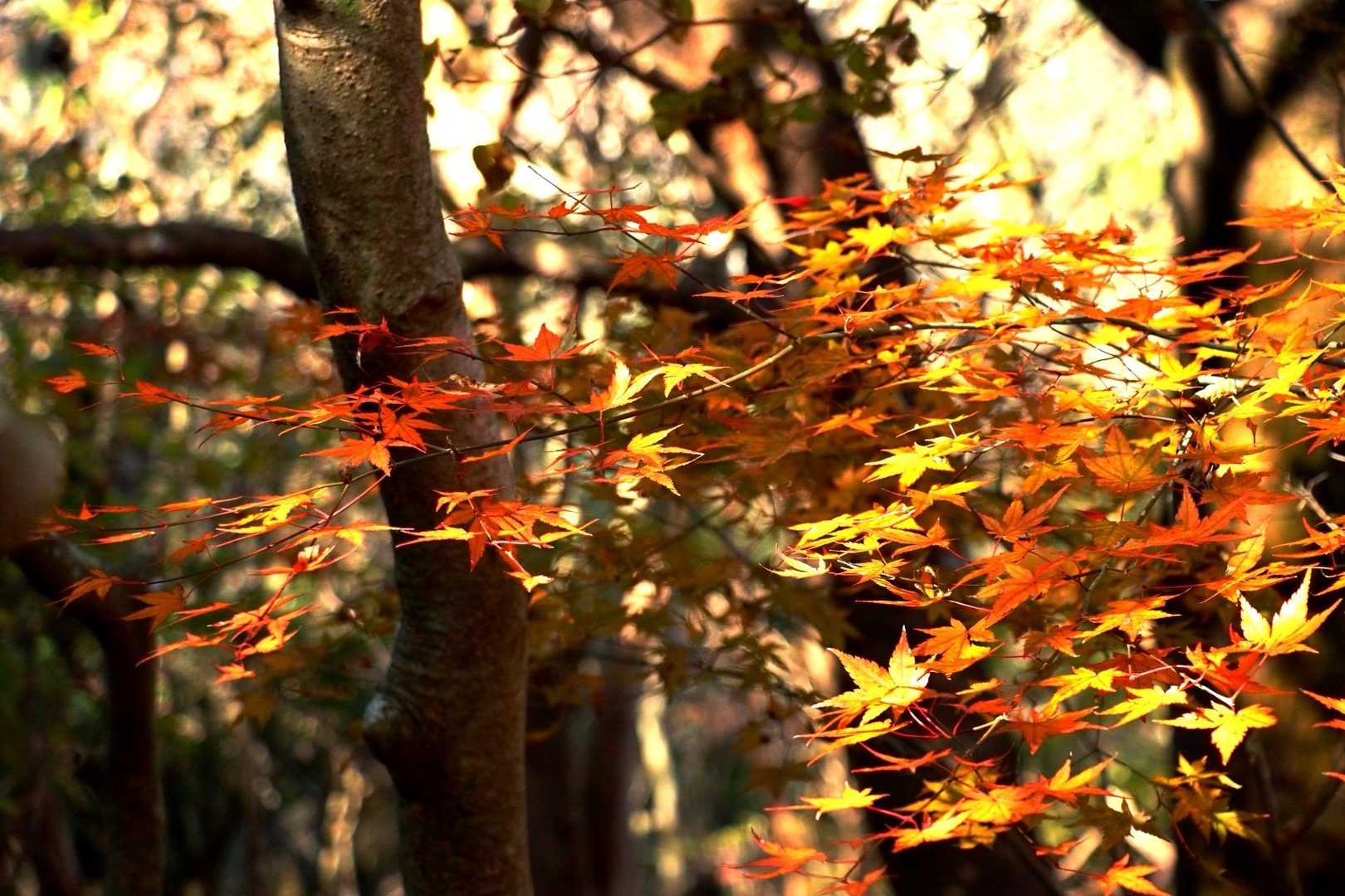 あら、これ良いね🍁🍂