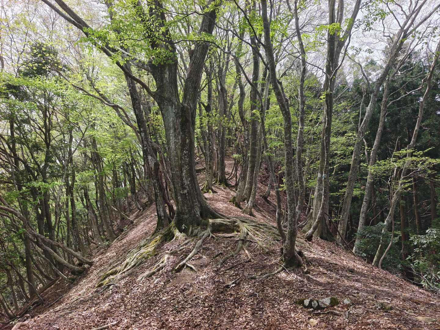 気持ち良い尾根道🙆‍♂