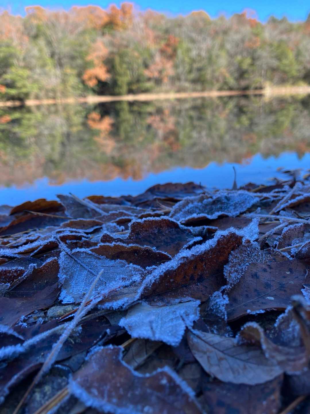 日陰では🍂が霜をまとってる