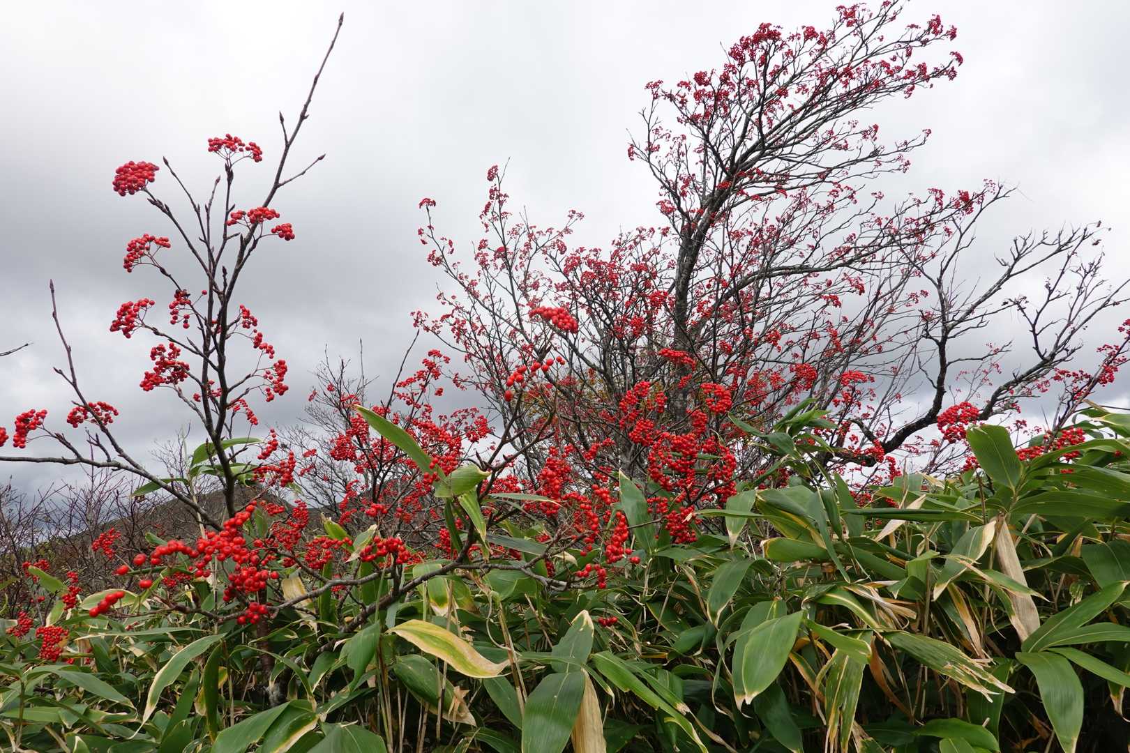 山桜の実