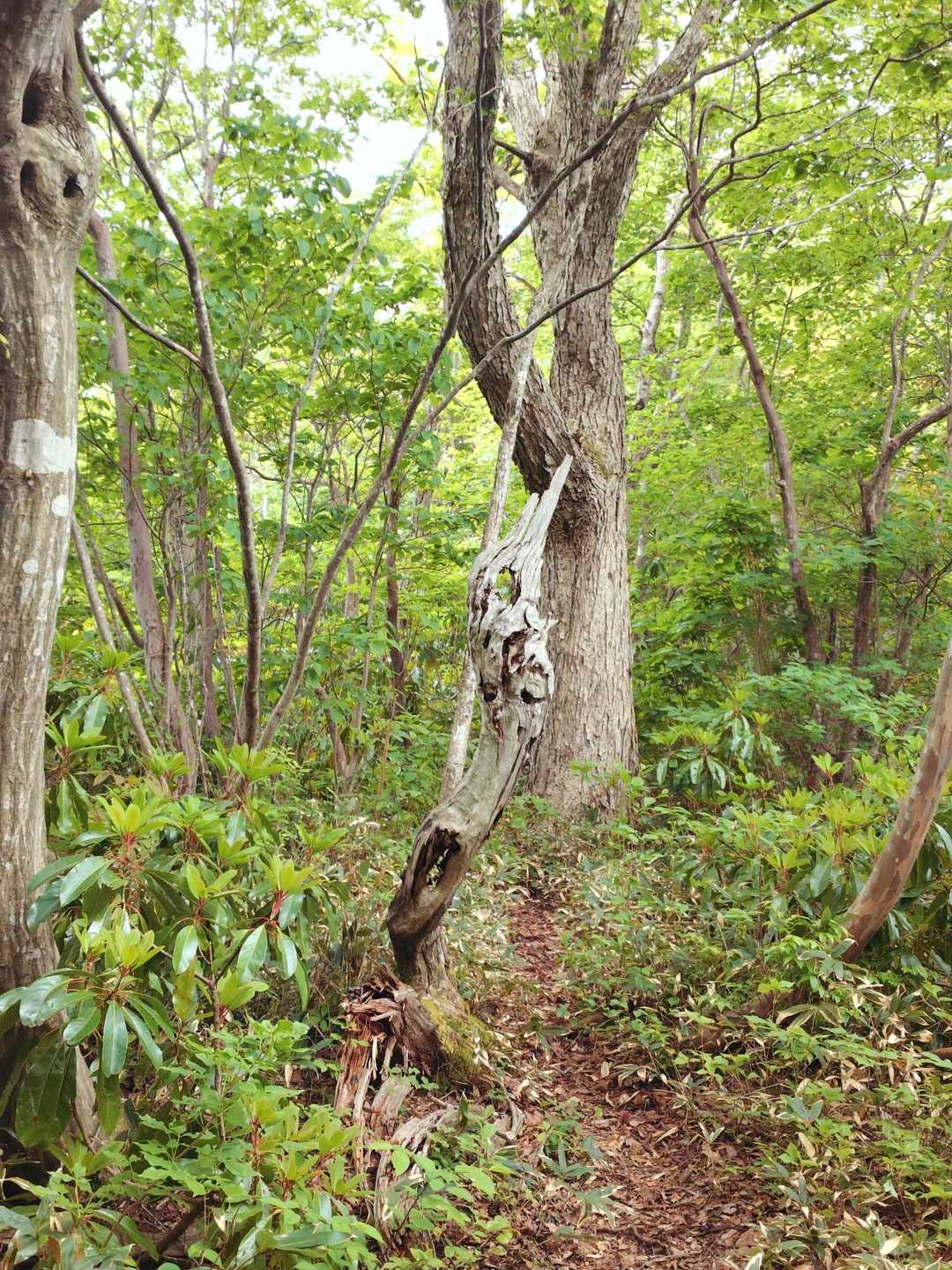 菅倉山 往復コースの写真