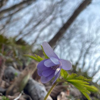 紫のキクザキイチゲ