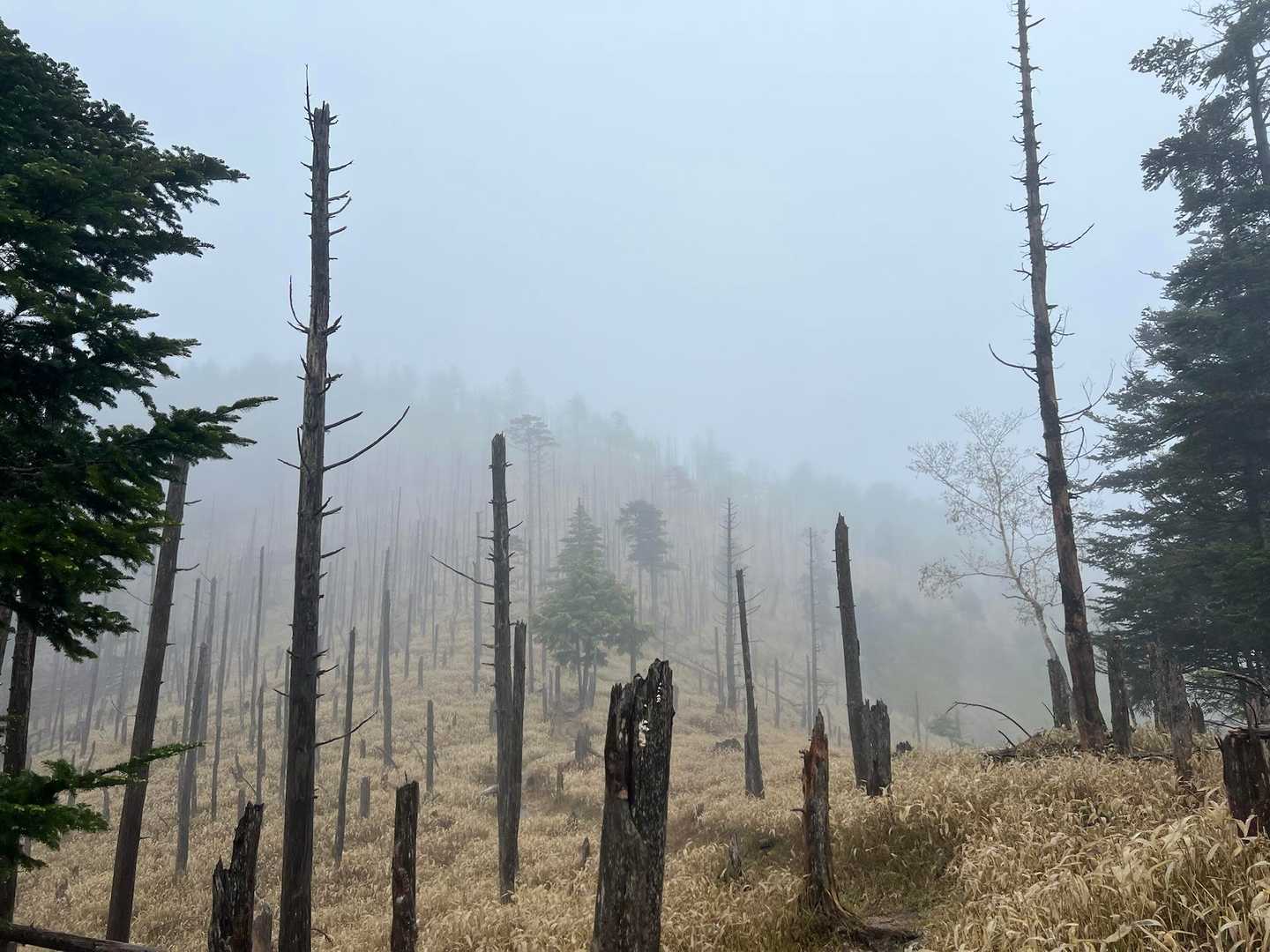 ｷﾀｰｰｰｰｰ!
ようやくの牛奥ノ雁ヶ腹摺山の縞枯れ現象ー！前来た時も確実にホワイトな縞枯れだったけれど、これはこれで良いな。
