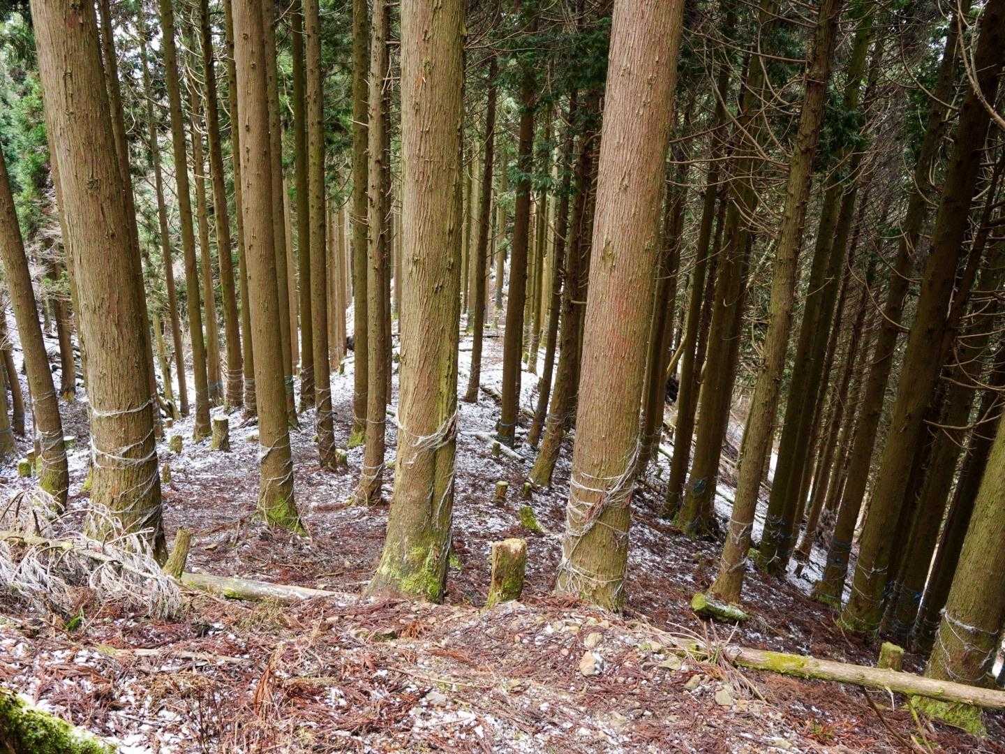 朝の雪は溶けちゃってる💧