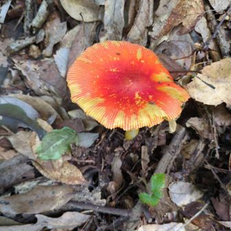 全開のタマゴタケ