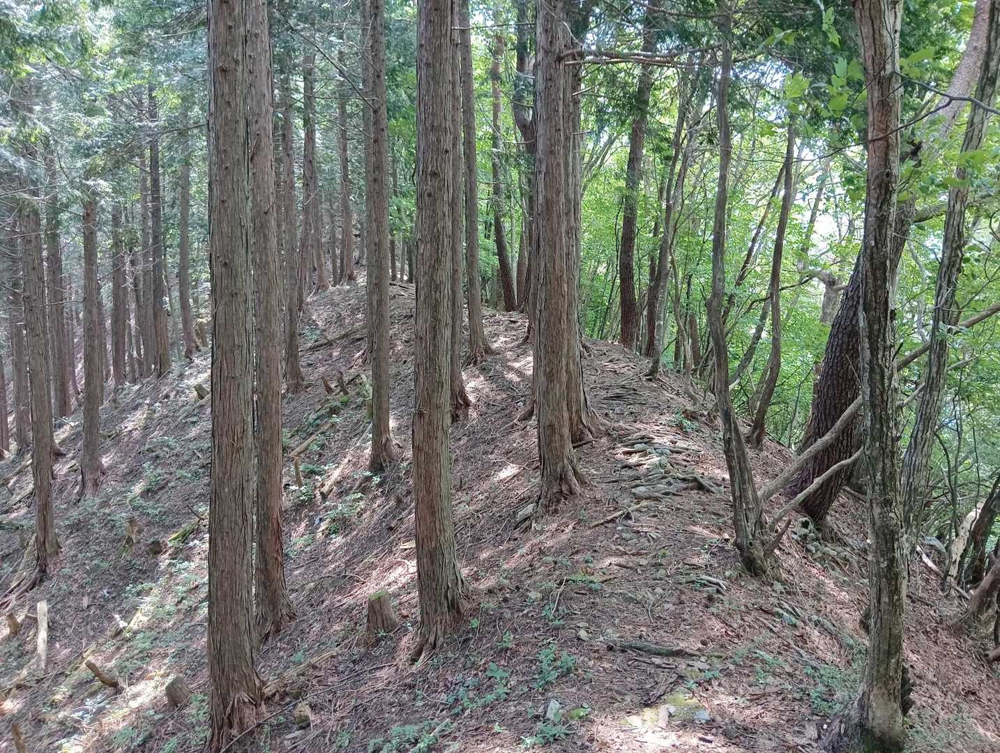 尾根ルートを🚶
