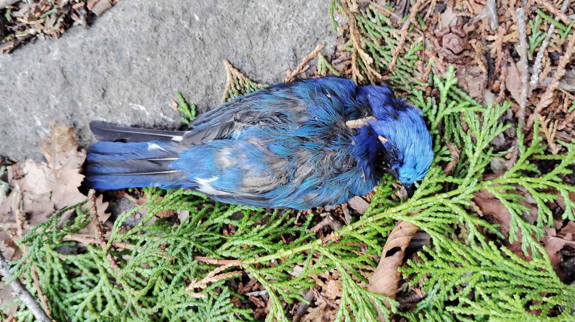 オオルリ
爆風で木か枝が当たりノックダウンしたのかな…
