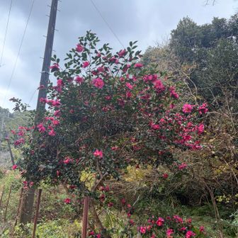 烏場山登山口までの舗装路脇にけっこう咲いています