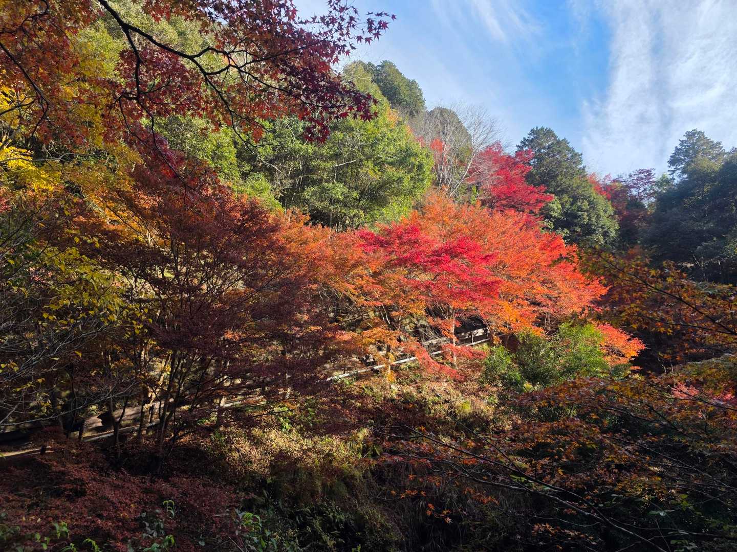 鷹峯源光庵前バス停-上ノ水峠-仏栗峠-槙ノ尾バス停-清滝バ 縦走コースの写真