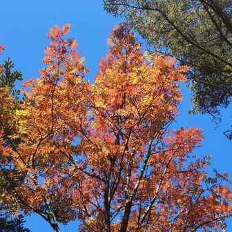 もうじき紅葉🍁だね〜行けるかな🤔
