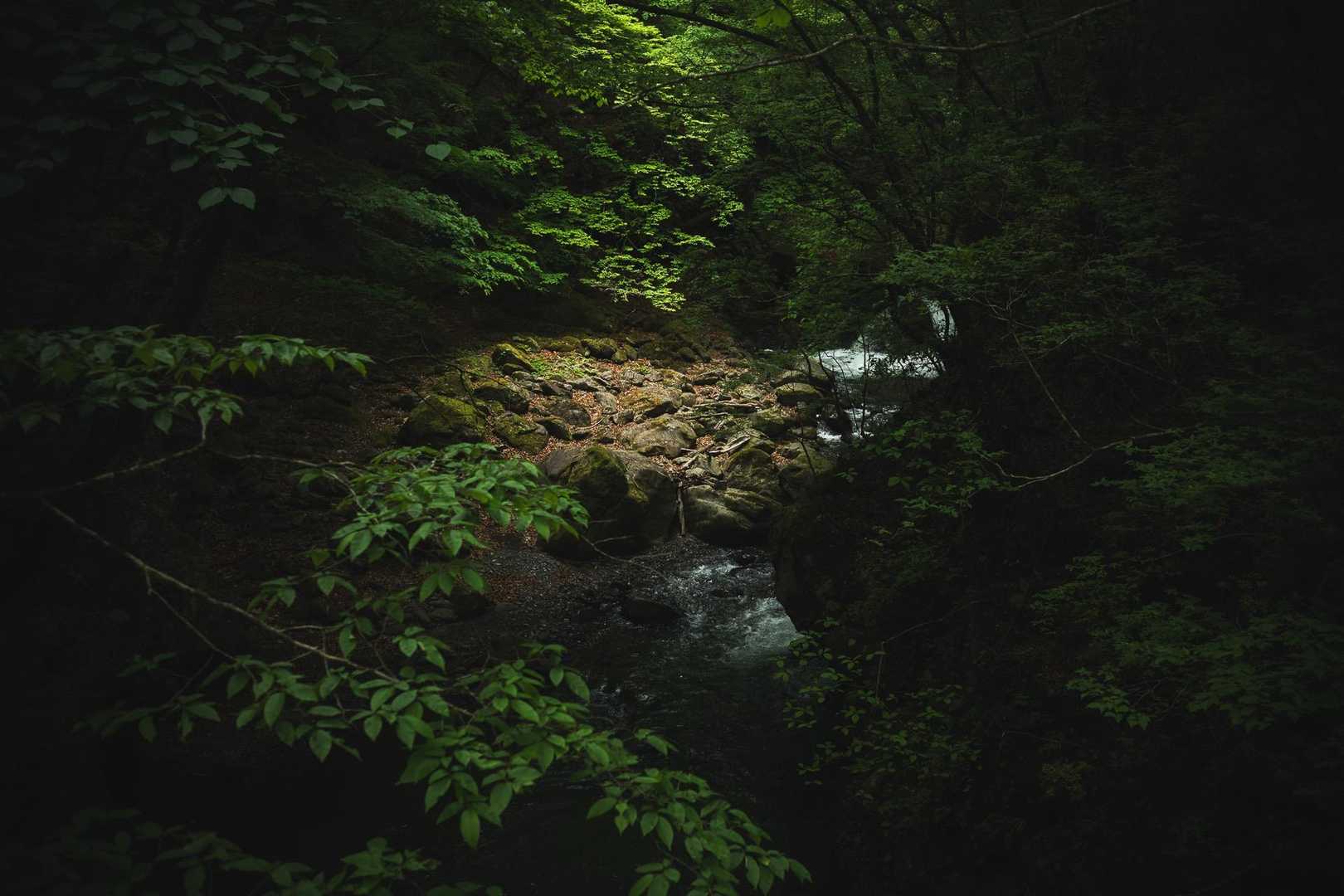 息の根が力強い森