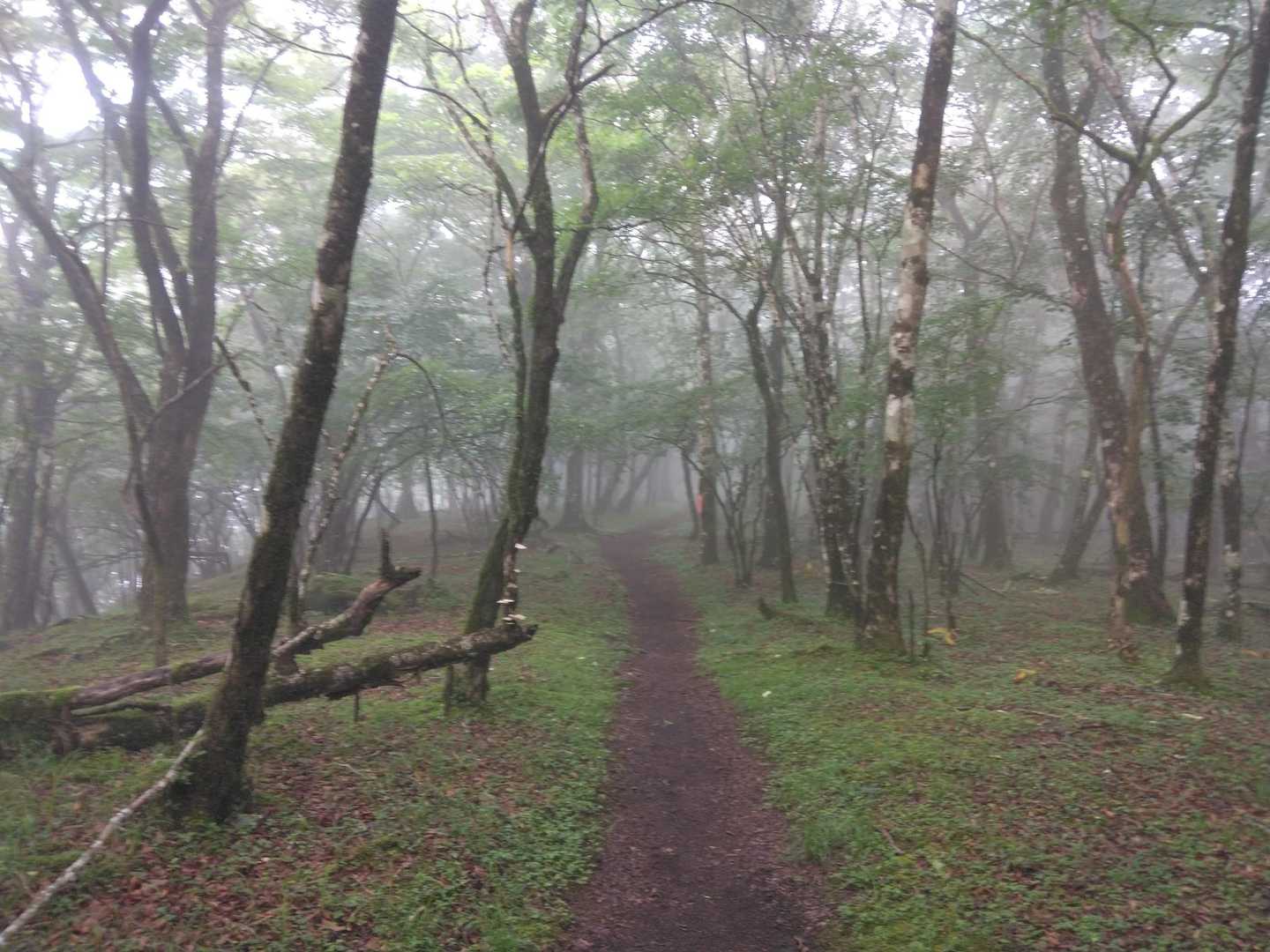 三国峠-三国山-楢木山-大洞山 往復コースの写真